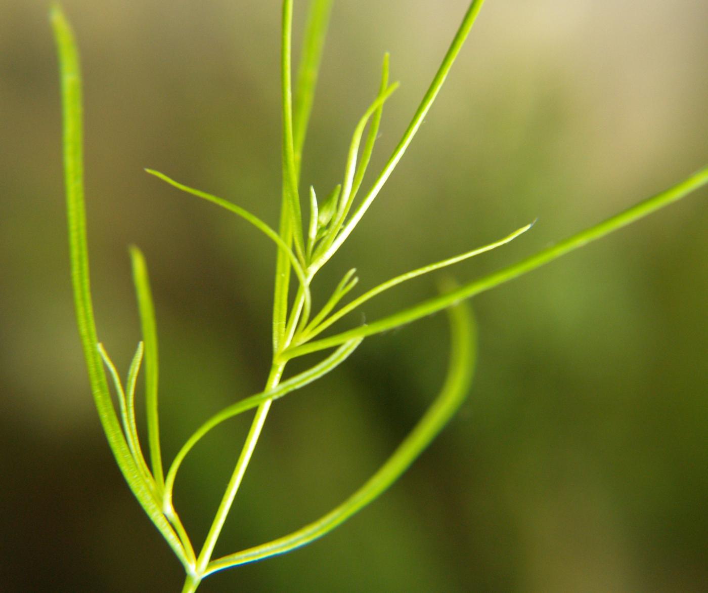 Alpine Bastard Toadflax leaf